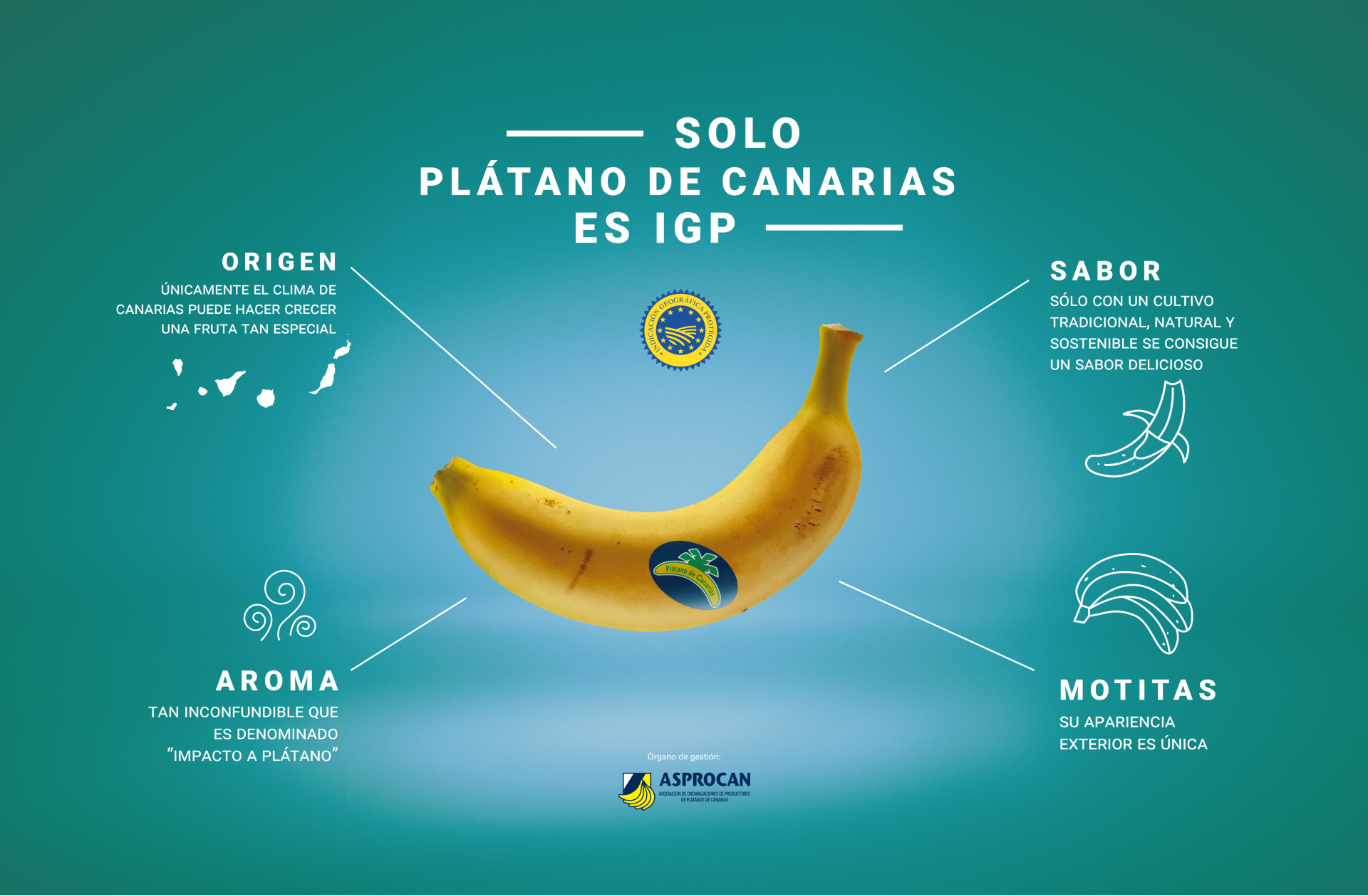 diferencias platano banana